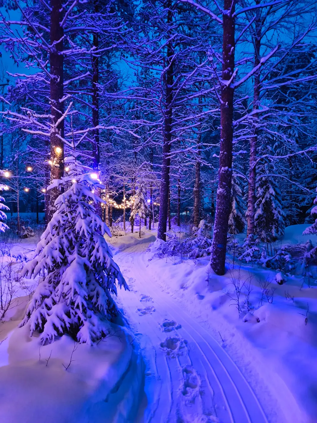 Chemin magique illuminé dans la forêt de Laponie à Santa Forest